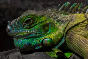 green iguana